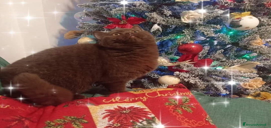 Immagine della galleria {{count}}