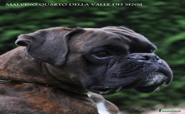 Boxer cani - Annuncio 1