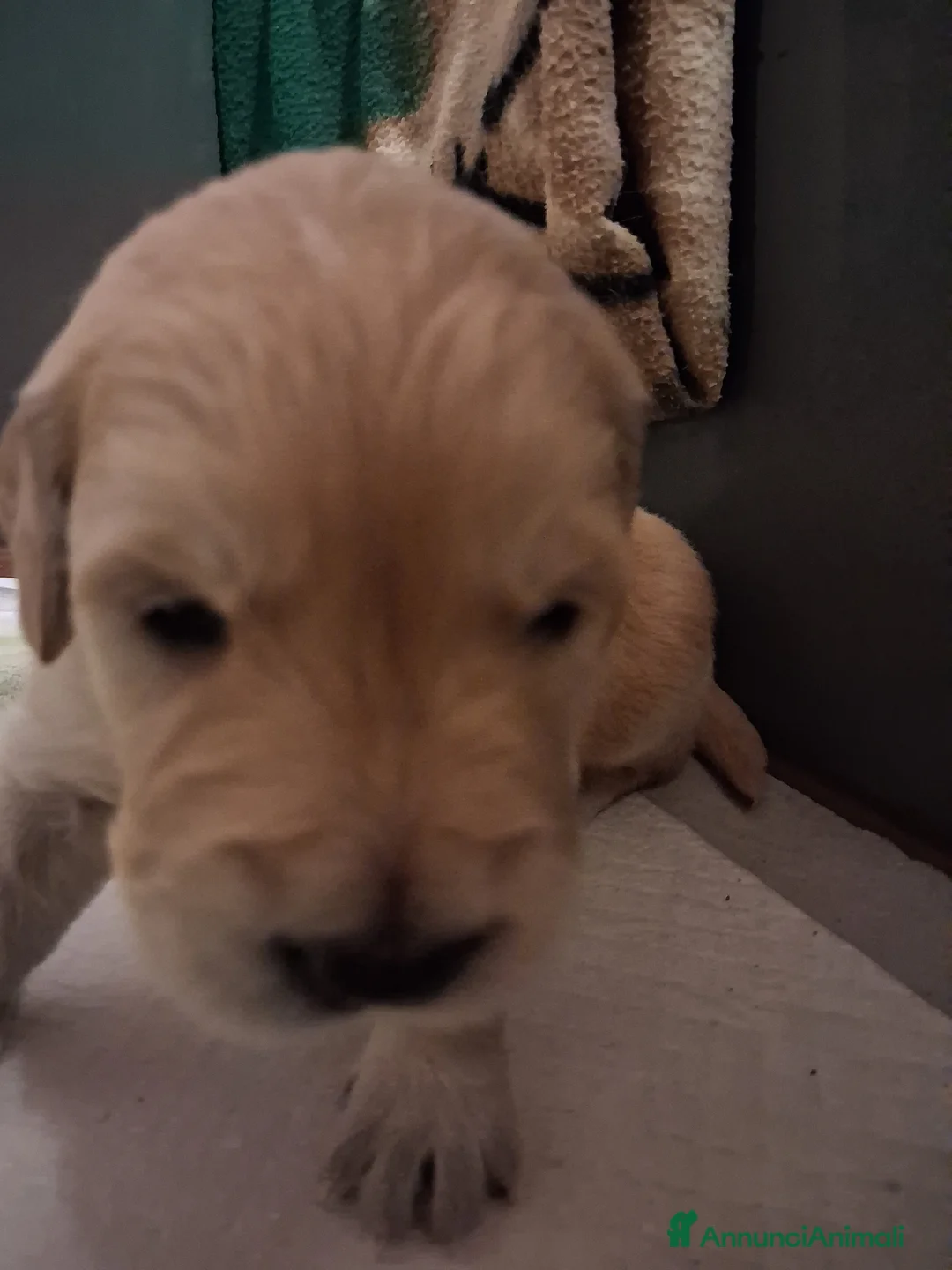 Golden Retriever cani in vendita: Vendesi cuccioli Golden Retriever - Annuncio 6