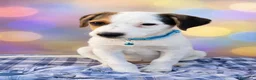 Meticcio cani in regalo: 3cuccioli 2mesi e 1/2 tg media futura SIRACUSA SOS - Annuncio 9