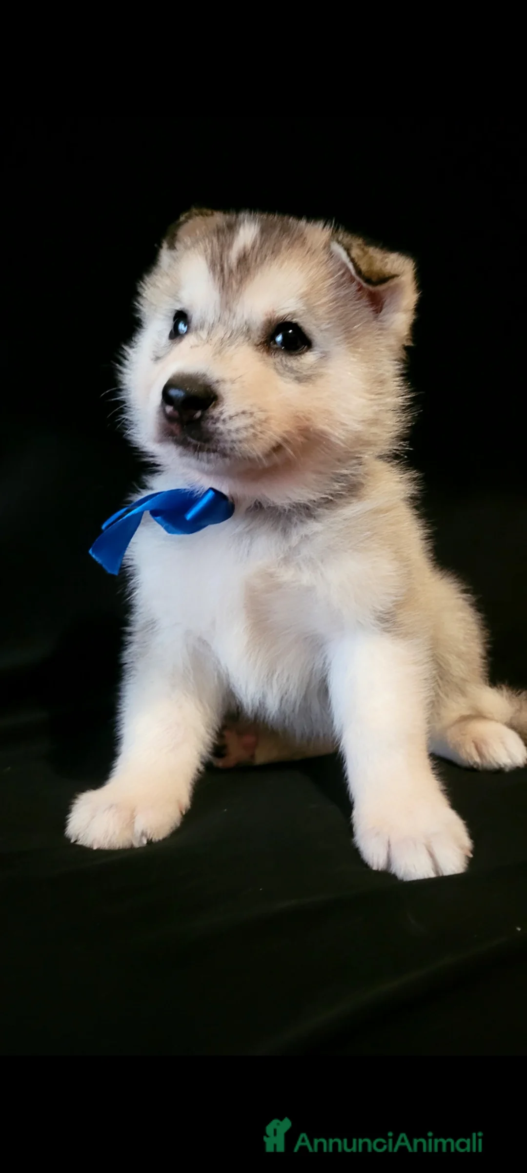 Husky cani in vendita: SIBERIAN HUSKY CUCCIOLI CON PEDIGREE  - Annuncio 2