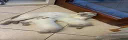 Scottish gatti in vendita: Scottish Fold e Straight - Annuncio 9