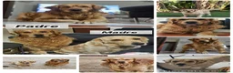 Golden Retriever cani in vendita: SPLENDIDI CUCCIOLI GOLDEN RETRIEVER  - Annuncio 4