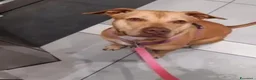 Pitbull cani in regalo: Pitbull adulta,salita anni fa e tornata a NAPOLI  - Annuncio 3
