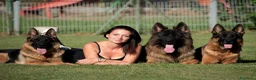 Pastore Tedesco cani in vendita: Allevamento di Terra Scura a Provincia di Salerno - Annuncio 7