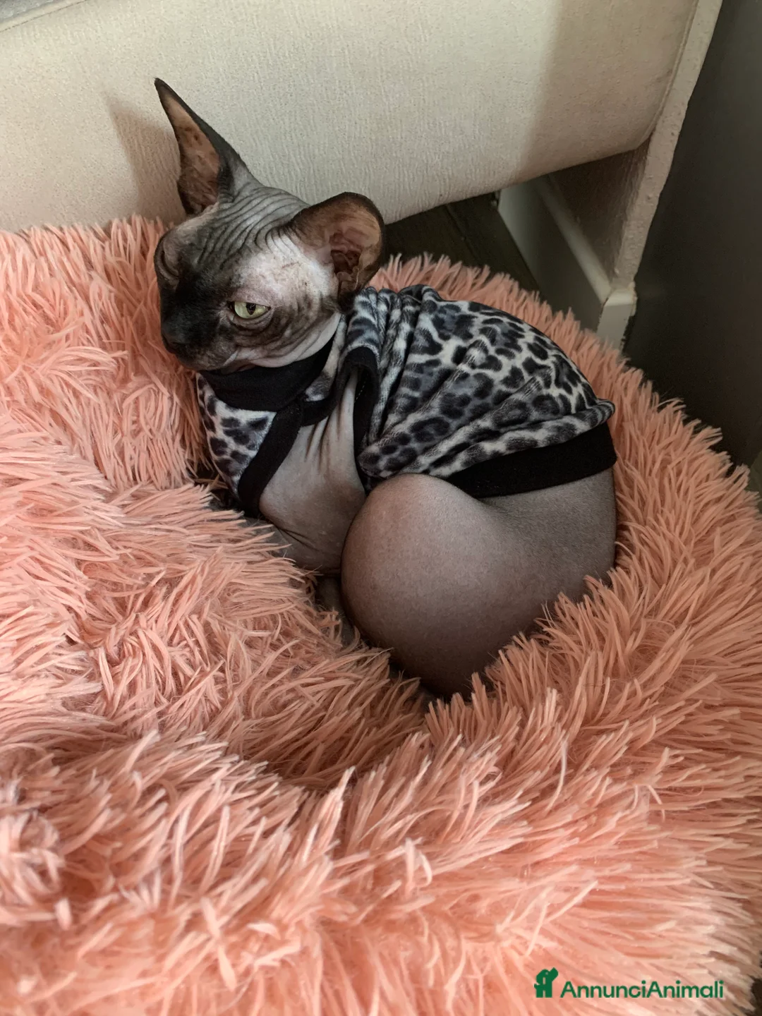 Immagine della galleria {{count}}