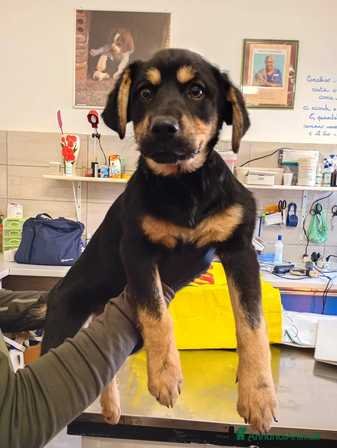 Meticcio cani in regalo: BETTY  - Annuncio 3