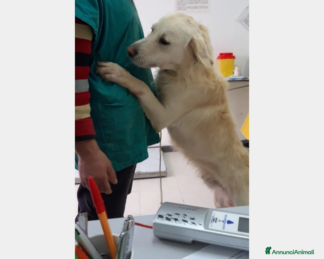 Labrador cani in regalo: THOR, giovane simil labrador cerca famiglia a Roma - Annuncio 2