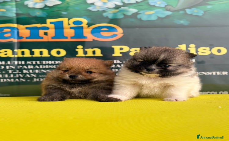 Spitz cani - Annuncio 5