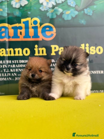 Spitz cani - Annuncio 5