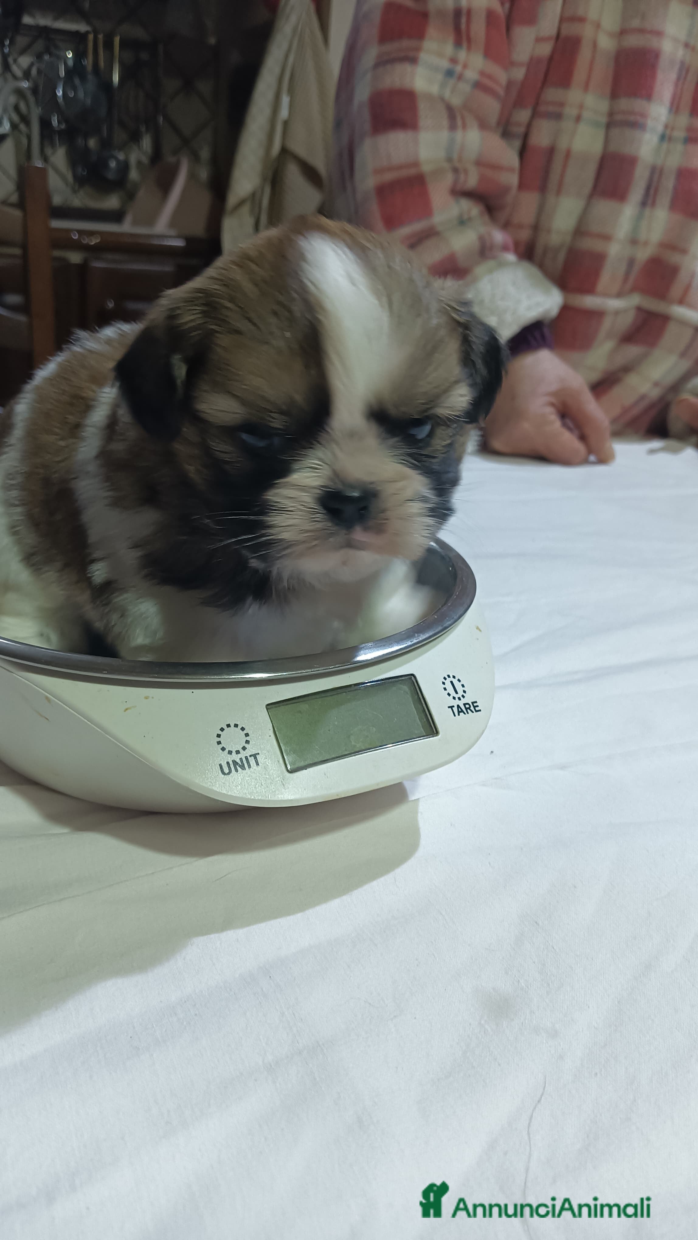 Shih Tzu cani Cuccioli di shitzu  - Annuncio 3