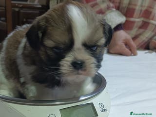 Shih Tzu cani Cuccioli di shitzu - Annuncio 3