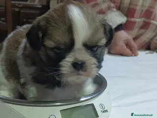 Shih Tzu cani Cuccioli di shitzu - Annuncio 5