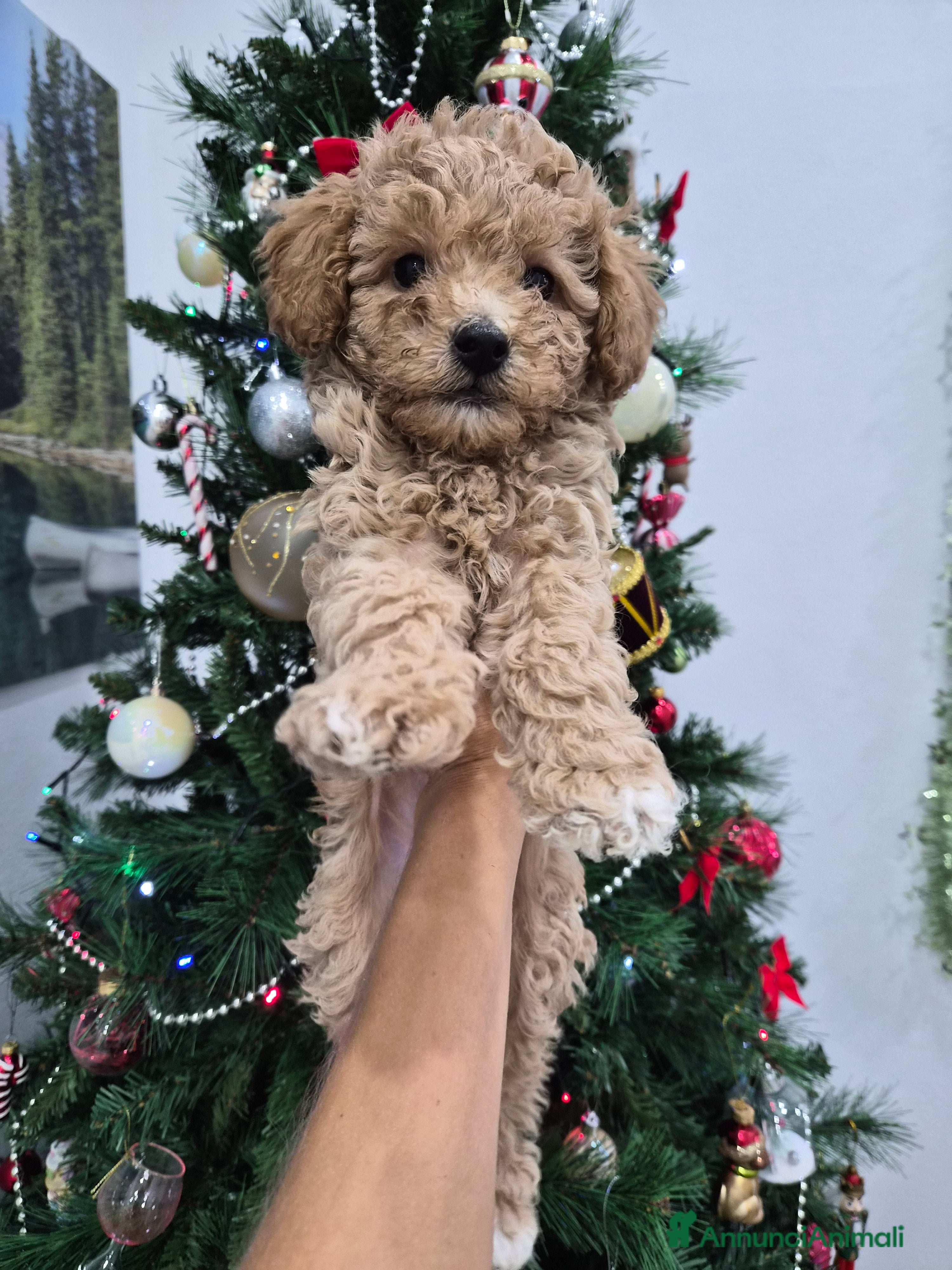 Barboncino Toy cani Barboncino Toy - Annuncio 2