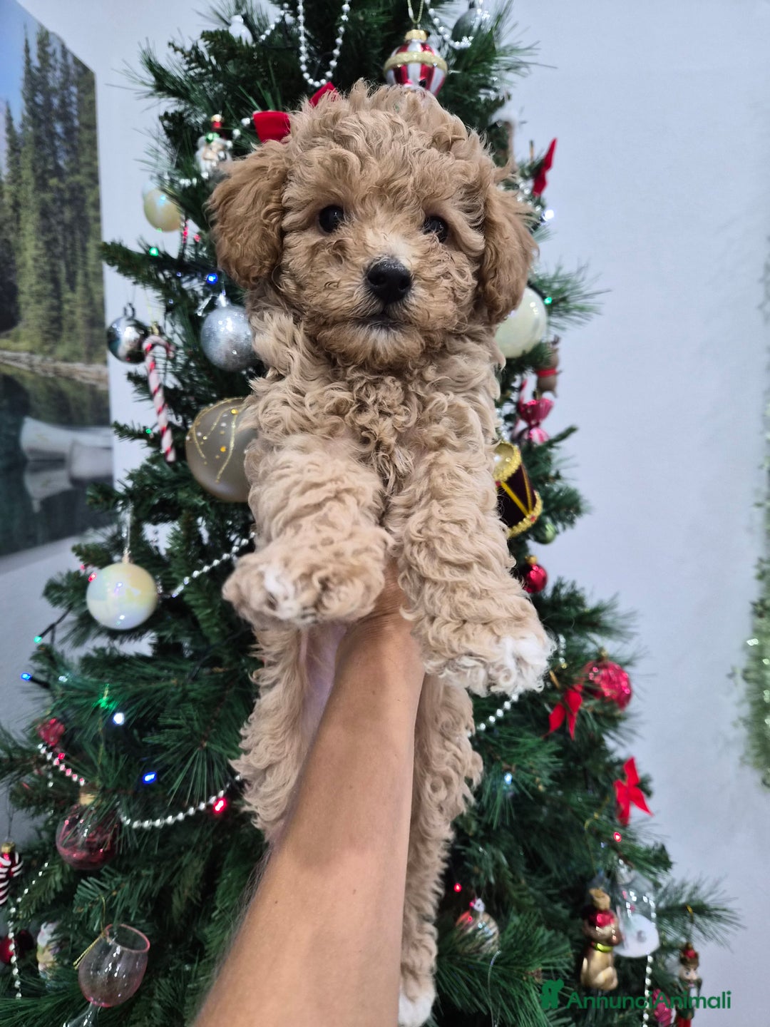 Barboncino Toy cani in vendita: Barboncino Toy - Annuncio 2