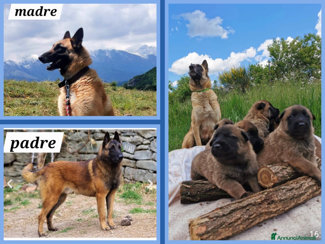 Pastore Belga cani in vendita: PASTORE BELGA MALINOIS - Annuncio 5