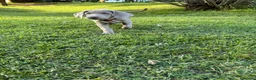 Weimaraner cani in vendita:  CUCCIOLI DISPONIBILI di Weimaranner  - Annuncio 5
