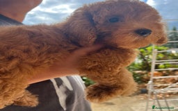 Barboncino cani in vendita: Bellissimo cucciolo di barboncino a Firenze - Immagine 2