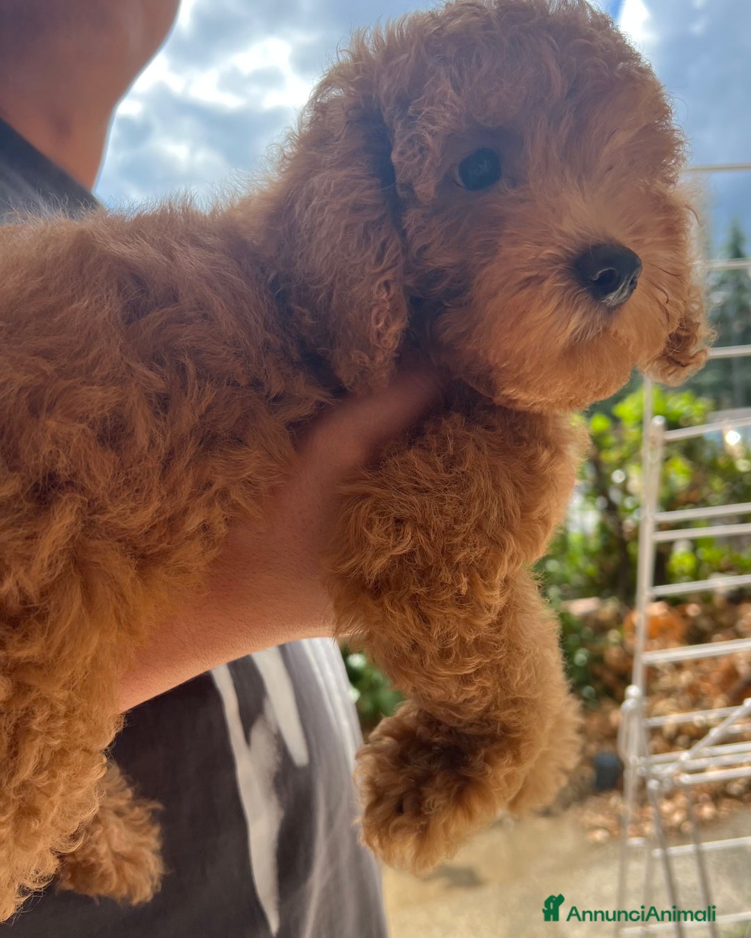 Barboncino cani in vendita: Bellissimo cucciolo di barboncino a Firenze - Immagine 2