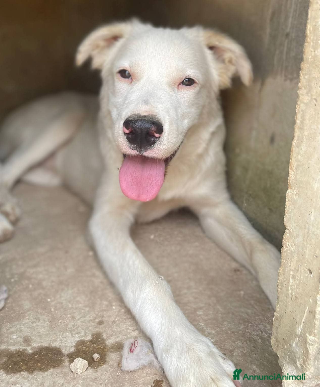 Meticcio cani La dolcezza in soli 7 mesi - Annuncio 1