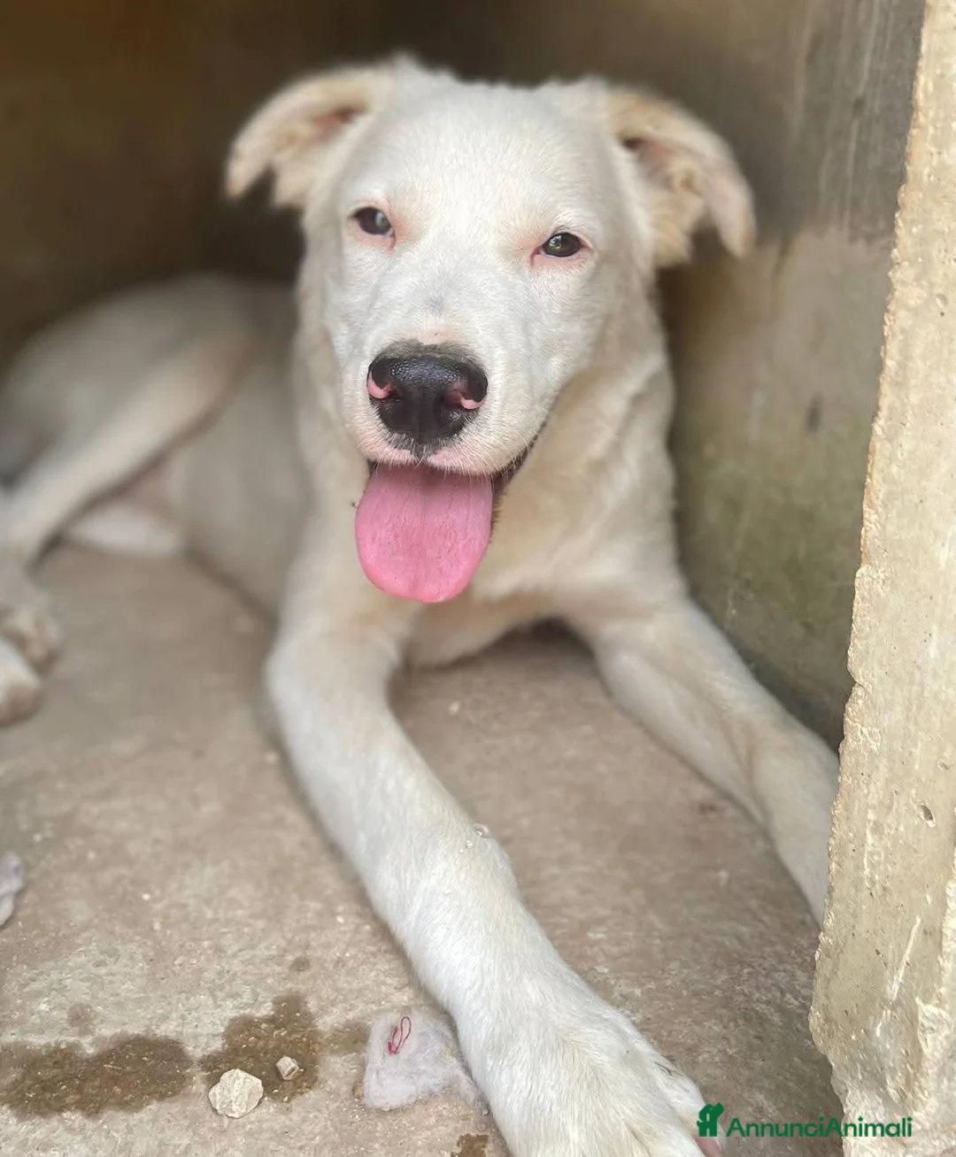 Meticcio cani in regalo: La dolcezza in soli 7 mesi - Annuncio 1