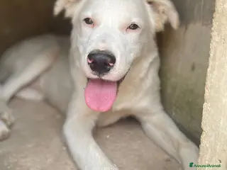 Meticcio cani La dolcezza in soli 7 mesi - Annuncio 30