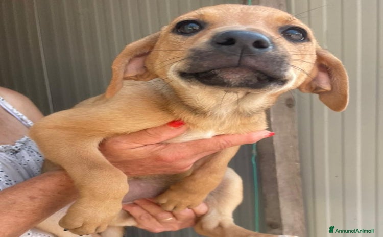 Meticcio cani a Provincia di Lucca - Annuncio 13