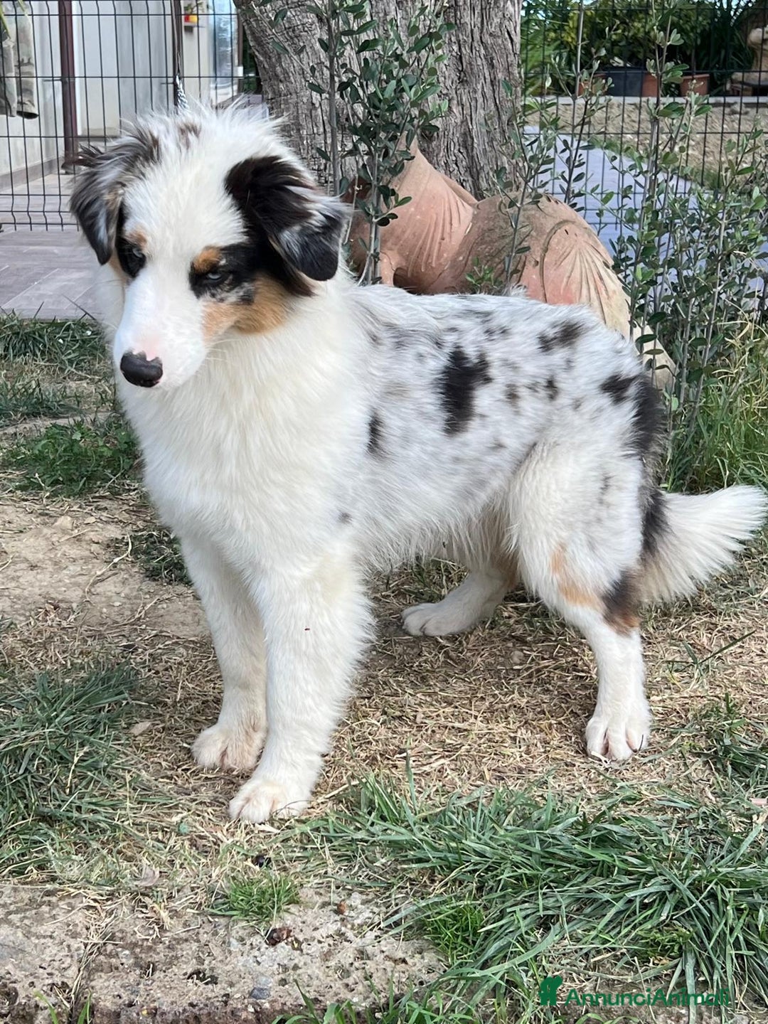 Australian Shepherd cani in vendita: Australian shepherd - Annuncio 3