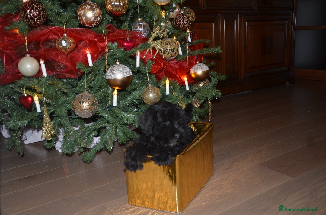 Mini Schnauzer cani in vendita: Cuccioli schnauzer nano - Annuncio 2