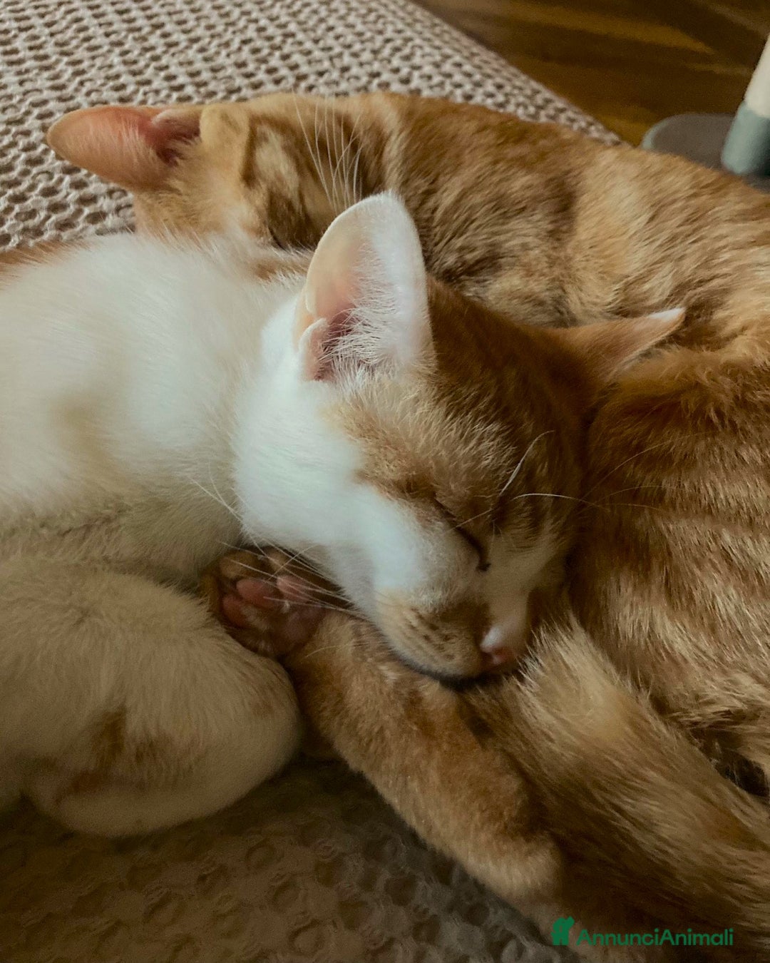 Europeo gatti in regalo: Petra e Miniato dolci rossini  - Annuncio 5