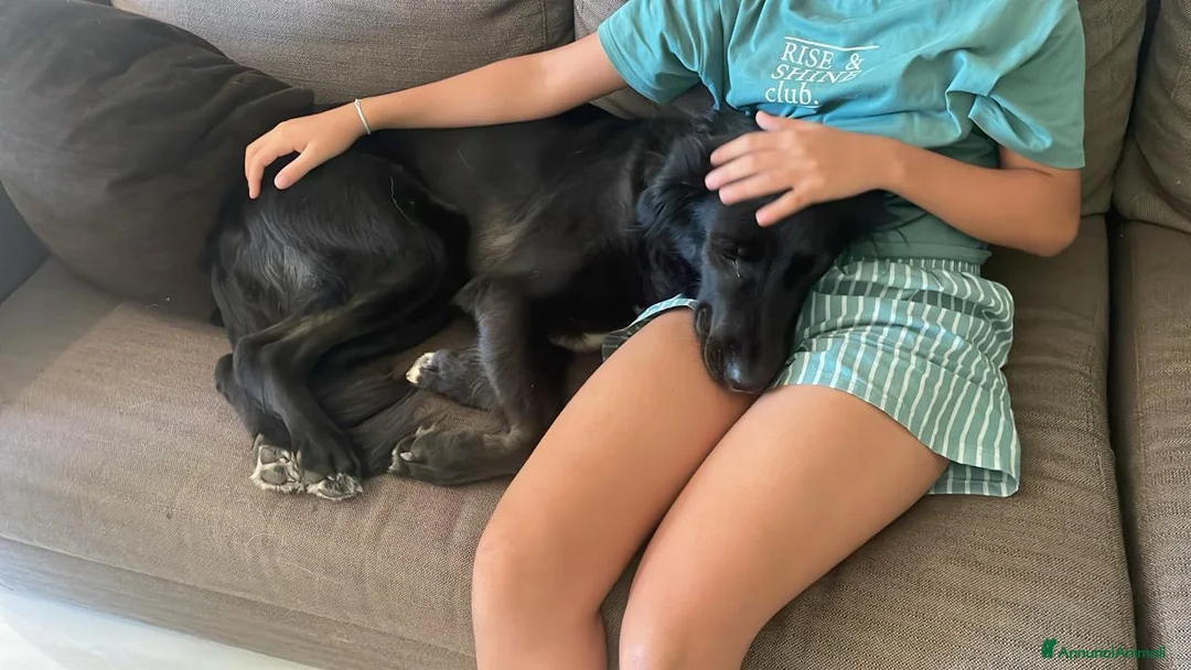 Meticcio cani in regalo: Blackie, Simil Flat Coat Retriever - Annuncio 7