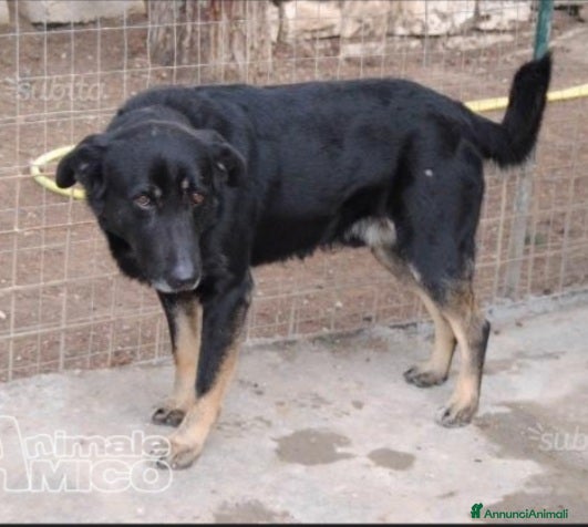Meticcio cani Biscotto nato in canile nel 2012,ancora lì! BARI  a Città metropolitana di Milano - Annuncio 2