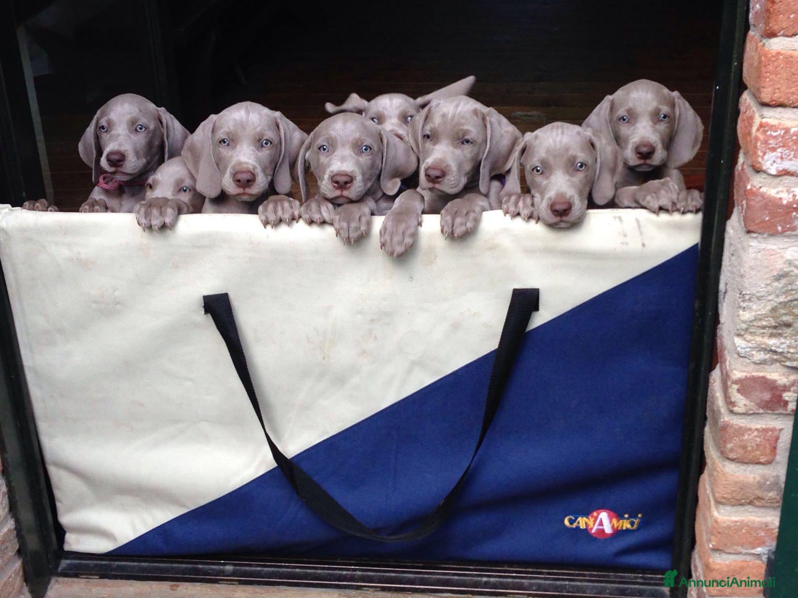 Weimaraner cani WEIMARANER splendidi cuccioli  - Annuncio 1