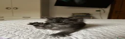 Maine Coon gatti in vendita: Maine Coon maschio pedigree Anfi - Annuncio 12