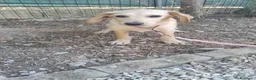 Meticcio cani in regalo: NICO E NEMO - Annuncio 3