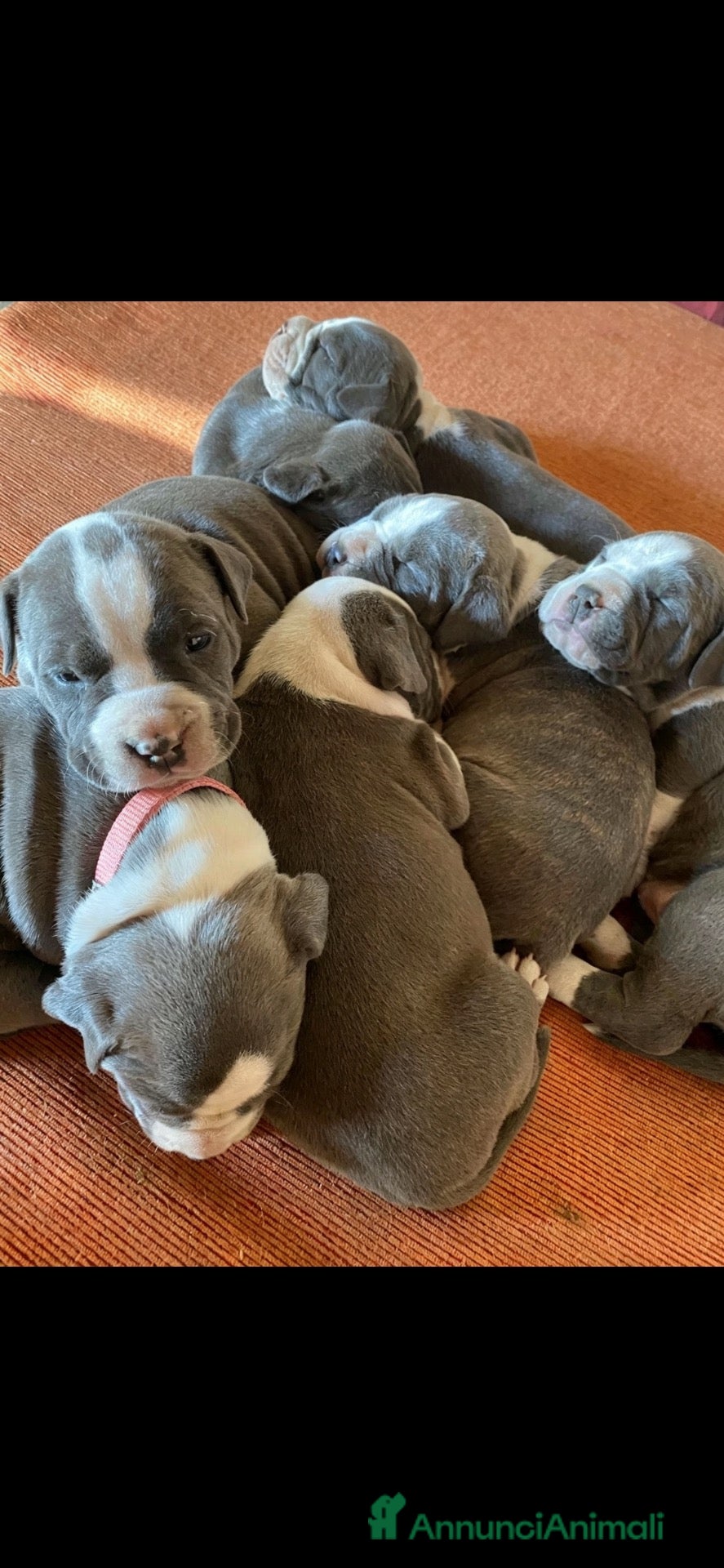 American Staffordshire cani Cuccioli Amstaff in prenotazione  - Annuncio 3