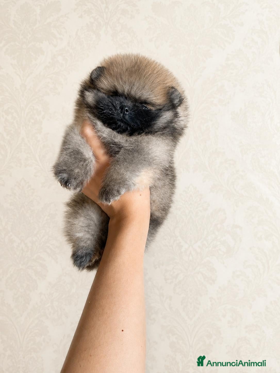 Volpino Pomerania cani POMERANIA-DA ALLEVAMENTO CERTIFICATO - Annuncio 3