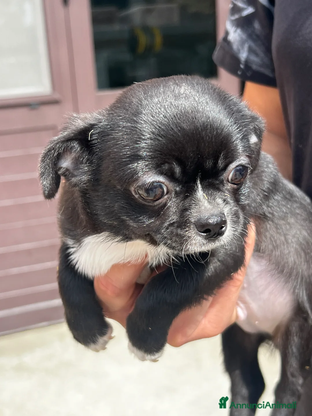 Chihuahua cani in vendita: Chihuahua - Annuncio 5