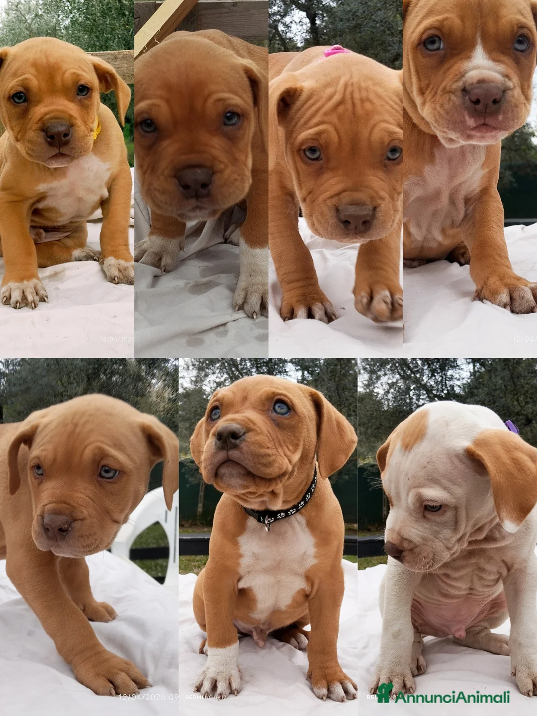 Pitbull cani in vendita: Cuccioli Pitbull Red nose ukc - Annuncio 1