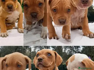 Pitbull cani Cuccioli Pitbull Red nose ukc - Annuncio 2