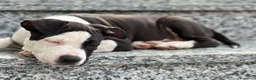 American Staffordshire cani in regalo: Amstaff femmina  - Annuncio 2
