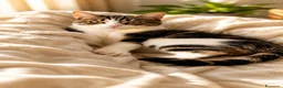 Europeo gatti in regalo: Gatta Europea tigrata e bianca, sterilizzata a Provincia di Brescia - Annuncio 1