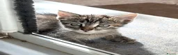 Europeo gatti in regalo: Gattina tigrata 2 mesi a Città metropolitana di Roma Capitale - Annuncio 3