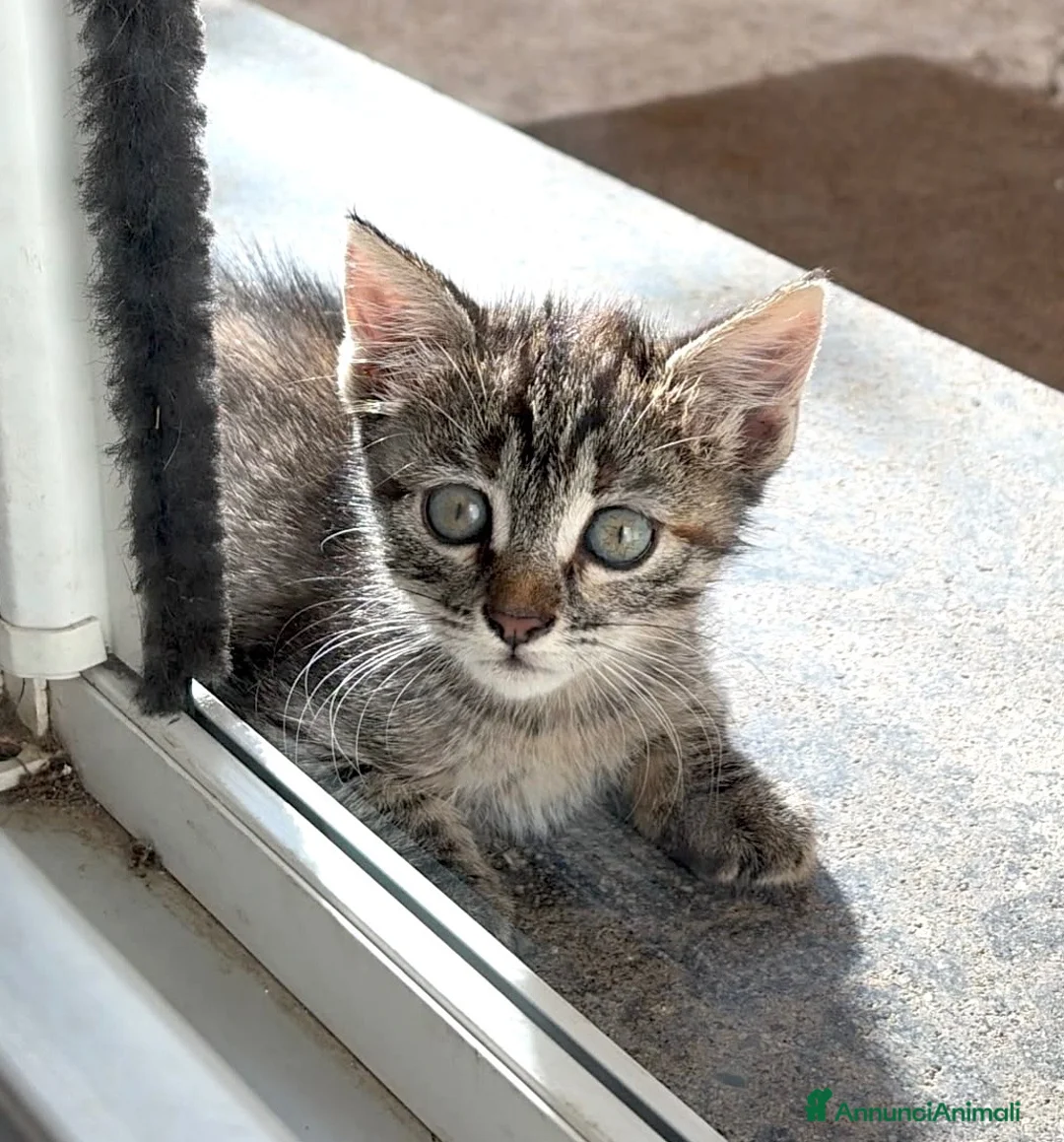 Europeo gatti in regalo: Gattina tigrata 2 mesi a Città metropolitana di Roma Capitale - Annuncio 3