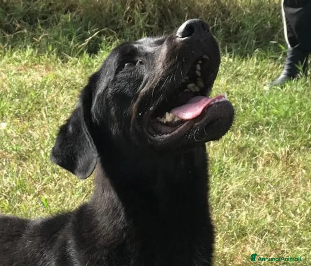 Mastino Napoletano cani in regalo: NOwhite, simil mastino a Provincia di Latina - Annuncio 4