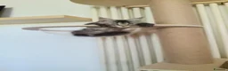Maine Coon gatti in vendita: Dolcissimi cuccioli di Maine Coon xxl - Annuncio 24