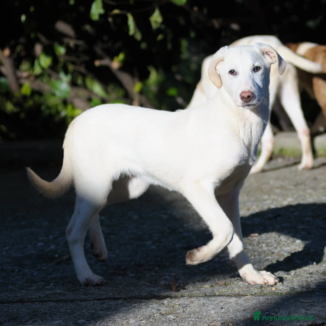 Altre razze cani in regalo: oliver e bruce - Annuncio 2