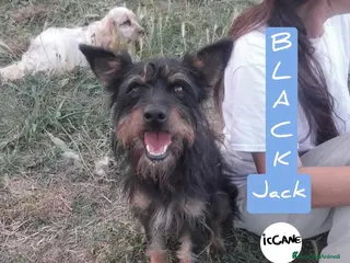 Meticcio cani Black Jack a Provincia di Viterbo - Annuncio 39