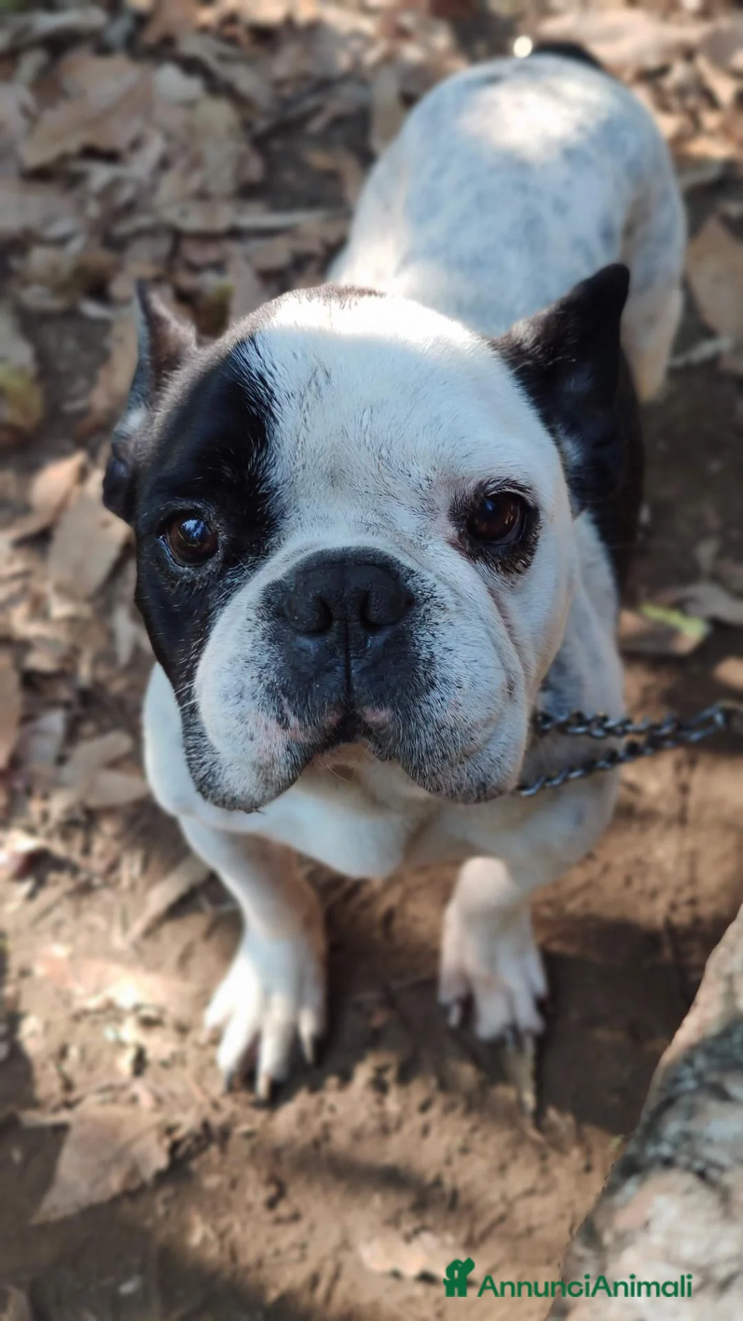 Bulldog Francese cani per accoppiamento: Ettore cerca fidanzata a Città metropolitana di Roma Capitale - Annuncio 2