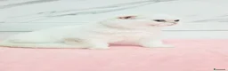 Scottish gatti in vendita: Scottish Fold  - Annuncio 3